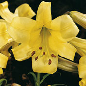 Lis trompette 'Royal Gold'